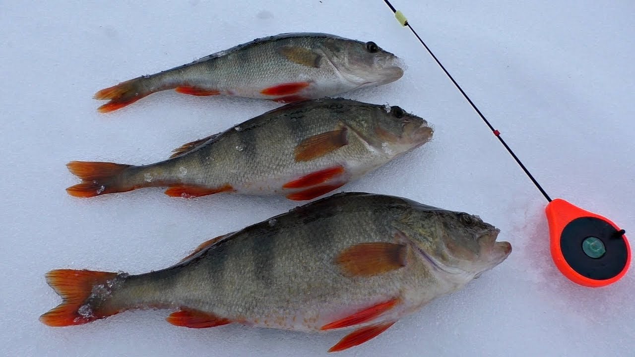Ловля Крупного Окуня на озере. Зимняя рыбалка 2020.