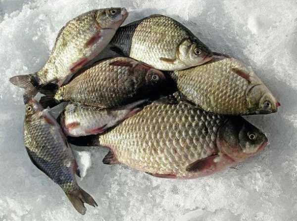 На каких реках и озерах лучшая рыбалка в Бурятии?