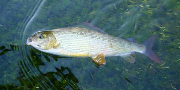 Рыбалка на Колыме летом и зимой. Какая рыба водится в Колыме?