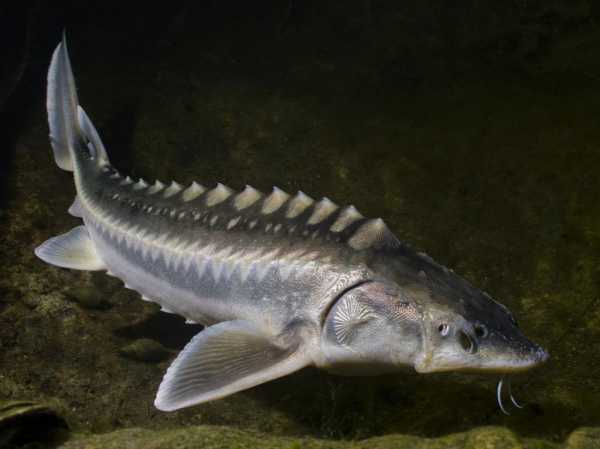 Какая рыба водится в Каспийском море: список, описание, интересные факты