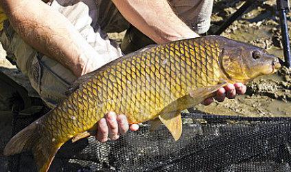 Ловля сазана в октябре: секреты успешной рыбалки