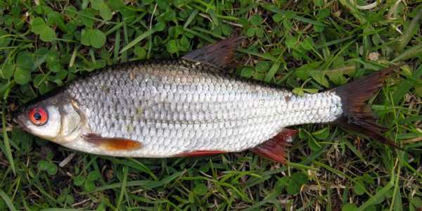 Рыбалка на Рыбинке: особенности, интересные факты и отзывы