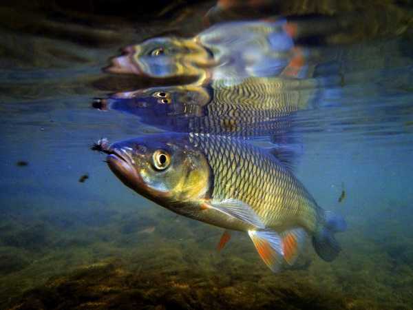 Рыба голавль: описание, способы ловли, снасти