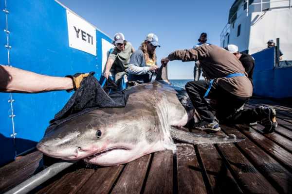 Рыбалка на акулу: особенности лова подводной хищницы