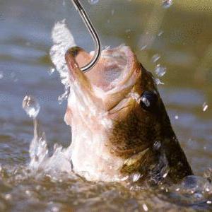 Крючок для рыбалки: описание, особенности, виды, размеры и отзывы