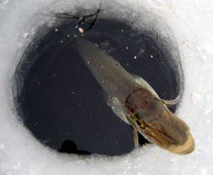 Рыбалка на Ладожском озере летом и зимой