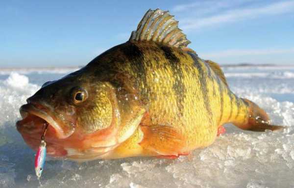 Зимняя рыбалка по первому льду: описание, особенности и рекомендации