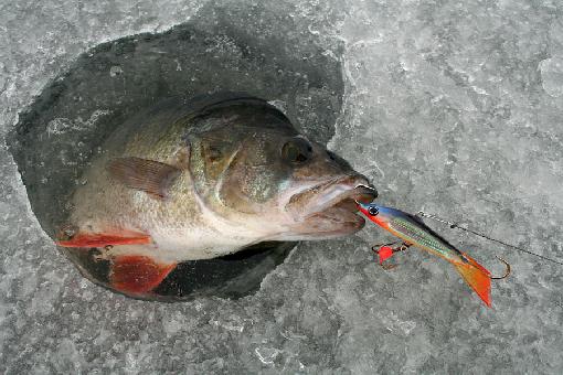 Зимняя рыбалка на окуня: секреты