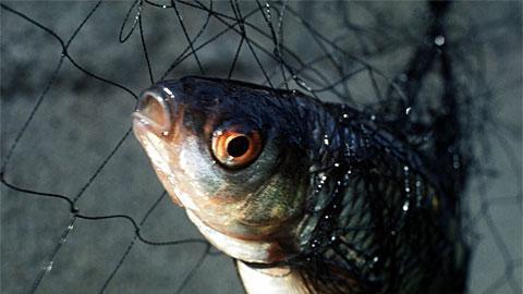 Ловля рыбы сетью: советы