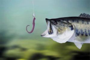 Секреты рыбалки: приманка для рыб