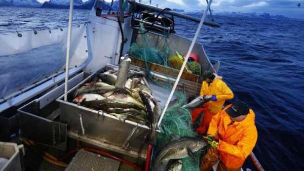 Рыбалка на Баренцевом море: туры, отзывы