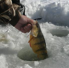 Рыбалка зимой на окуня. Зимняя рыбалка на льду