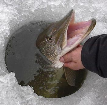 Рыбалка в Витебской области зимой