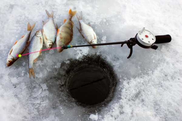 Рыбалка в Сыктывкаре: рыбные места, прогноз улова, советы