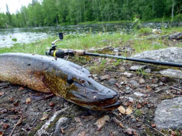 Рыбалка в Масново-Жуково: отчеты, фото и отзывы