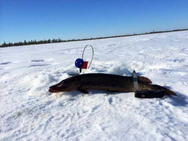 Рыбалка в Ханты-Мансийске. Летняя и зимняя рыбалка на Иртыше