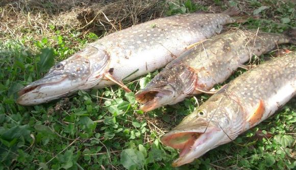 Отчеты о рыбалке на Можайском водохранилище: рекомендации рыбаков