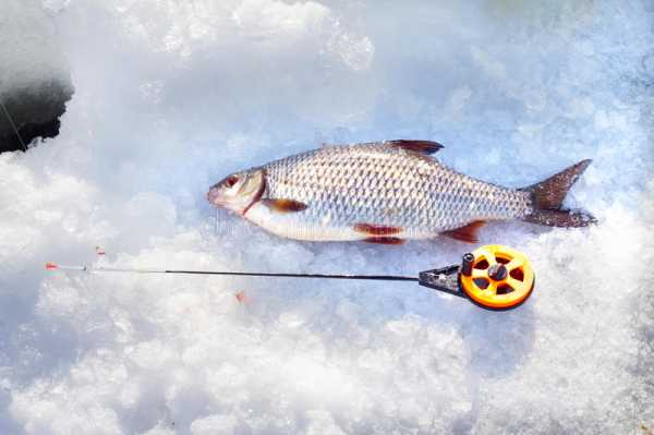 Зимняя ловля плотвы: особенности, способы и рекомендации
