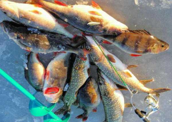 Зимняя рыбалка в Нягани: фото и отзывы