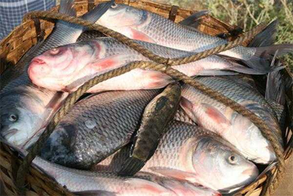 Рыбалка в Шатуре: отзывы. Шатурские озера: Святое, Муромское, Белое и Чёрное