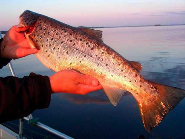 Рыбалка в Калмыкии - непередаваемые ощущения