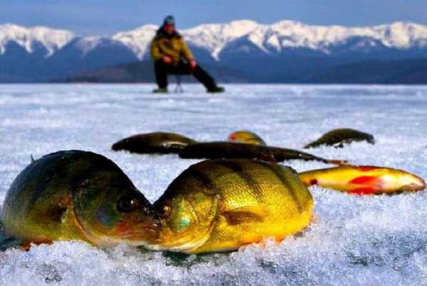 На каких реках и озерах лучшая рыбалка в Бурятии?