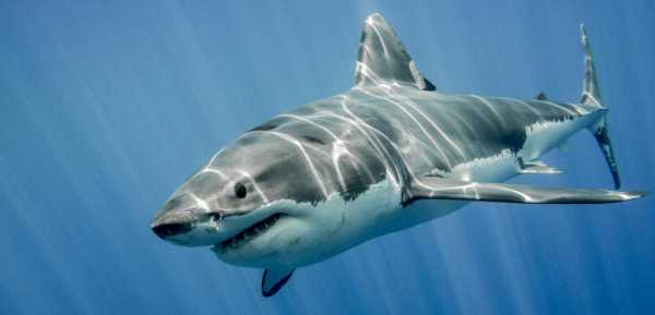 Рыбалка на акулу: особенности лова подводной хищницы