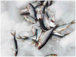 Зимняя прикормка для рыбалки своими руками