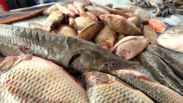 Рыбалка на Рыбинке: особенности, интересные факты и отзывы