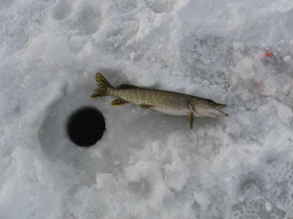 Зимняя рыбалка на щуку на жерлицы. Ловля щуки зимой: снасти и приманки для зимней рыбалки