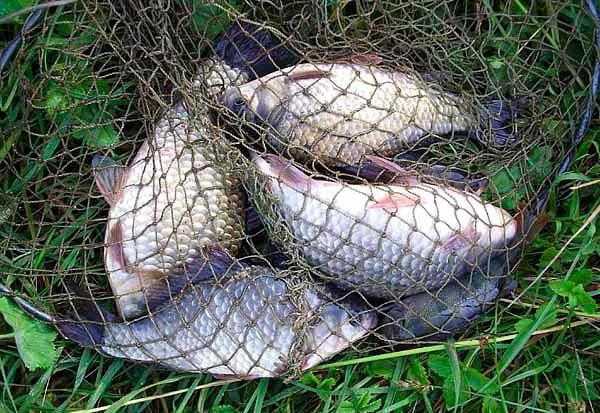 "Рыбацкая заимка" в Жилево: условия рыбалки, цены, как проехать