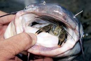 Секреты рыбалки: наживки для сома
