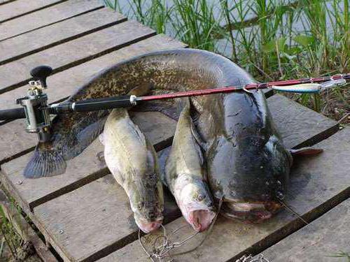 Охота и рыбалка в Череповце: особенности, описание и интересные факты