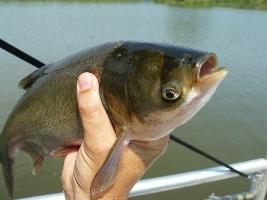 Секреты рыбалки: как поймать толстолобика?