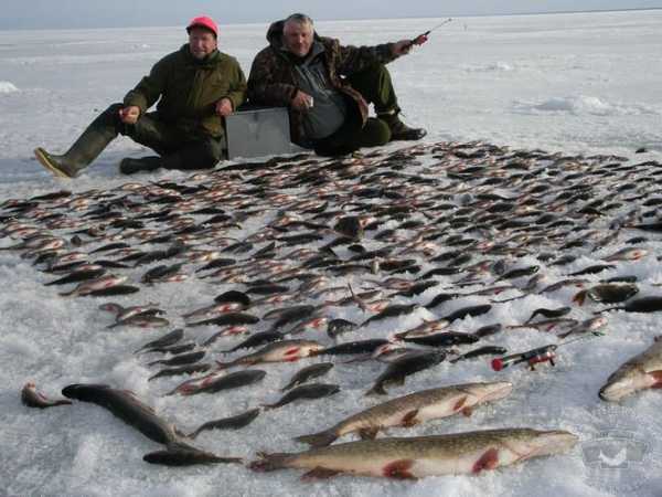 Рыбалка в Рыбинске: рыбные места, фото, отзывы