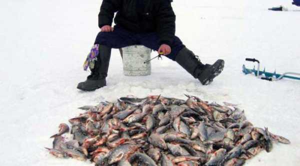 Рыбалка в Чайковском (Пермский край). Прогноз клева и рыбные места
